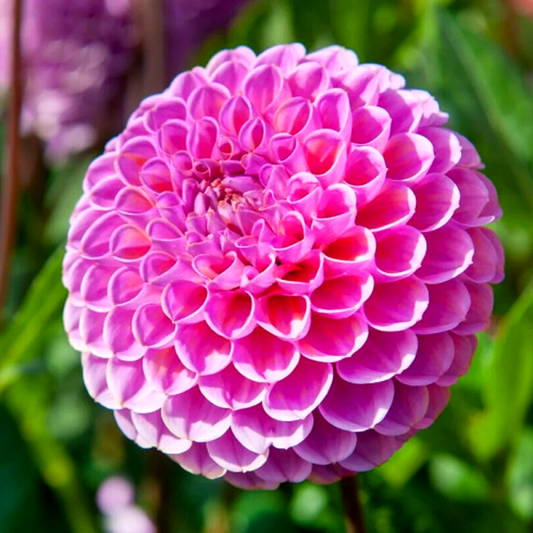 Dahlia Westerton Folly