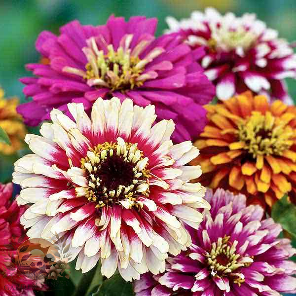 Zinnia Whirligig Mix