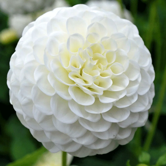 Dahlia White Aster