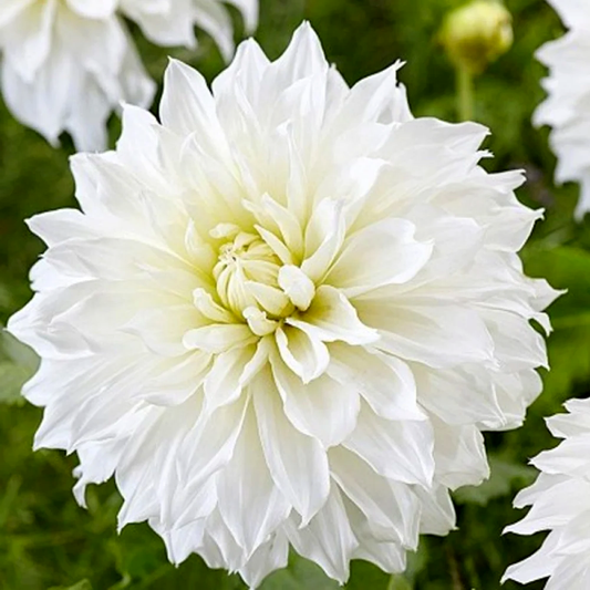 Dahlia White Perfection