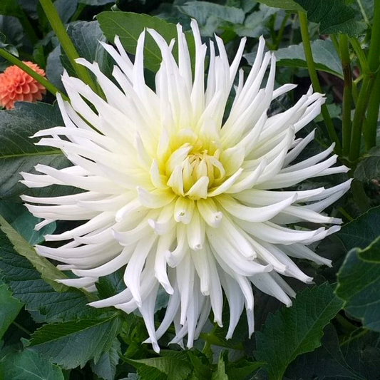 Dahlia White Star