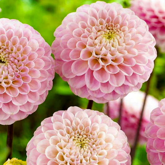 Dahlia Wizard of Oz