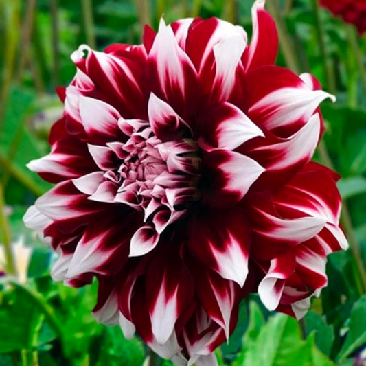 Dahlia X Factor