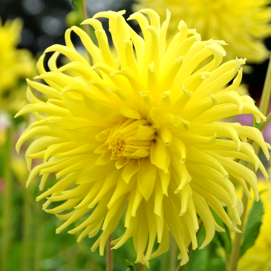 Dahlia Yellow Star