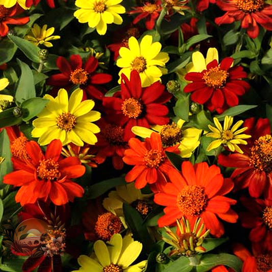 Zinnia Zahara Bonfire Mix