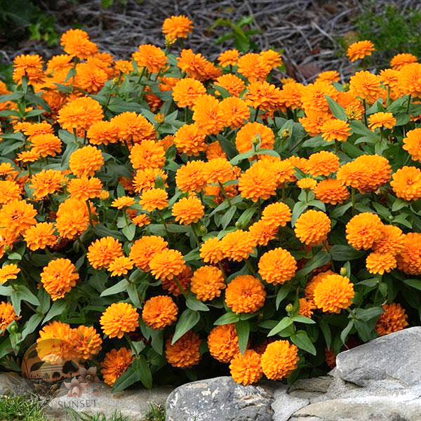 Zinnia Zahara Double Bright Orange