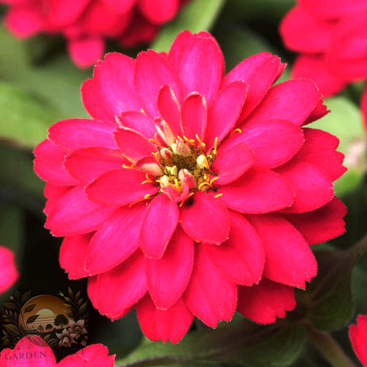 Zinnia Zahara Double Cherry