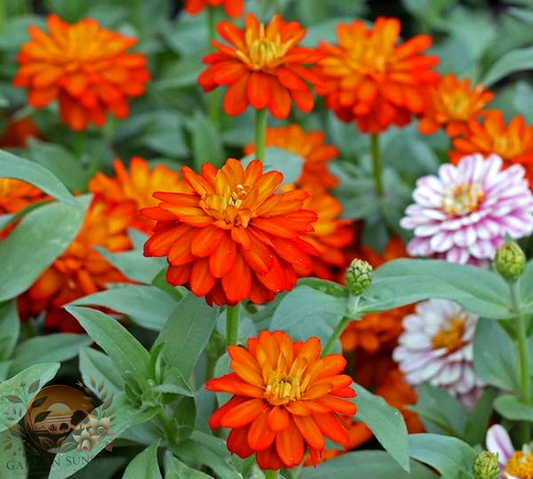 Zinnia Zahara Double Fire