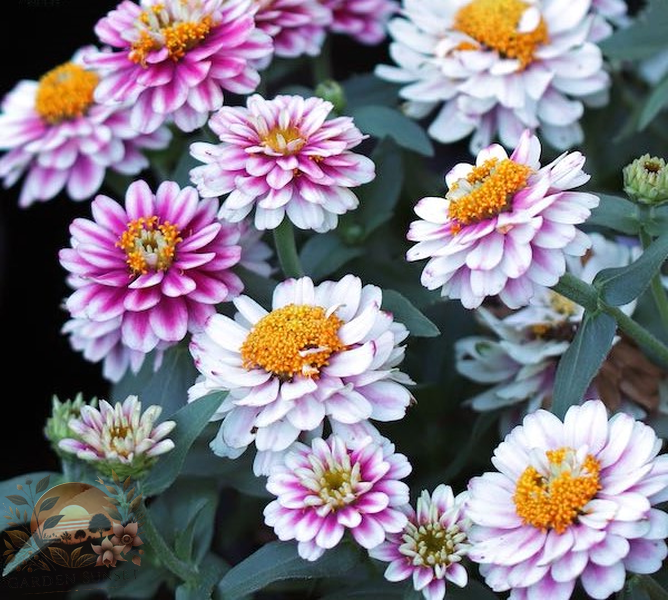 Zinnia Zahara Double Rasp­berry Ripple