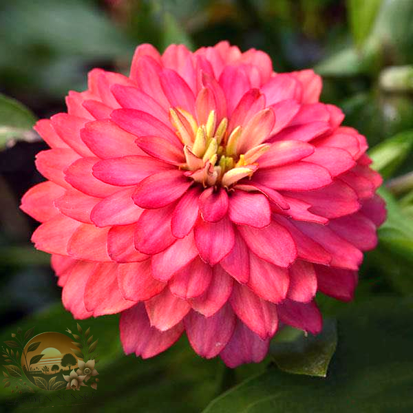 Zinnia Zahara Double Salmon