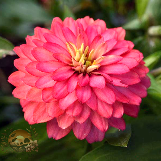 Zinnia Zahara Double Salmon