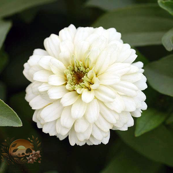 Zinnia Zahara Double White