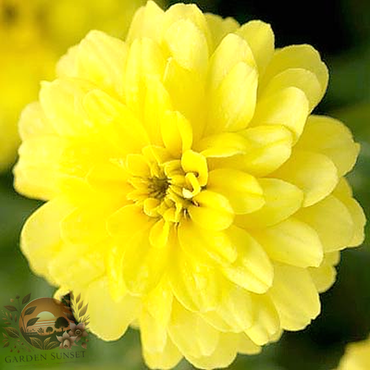 Zinnia Zahara Double Yellow