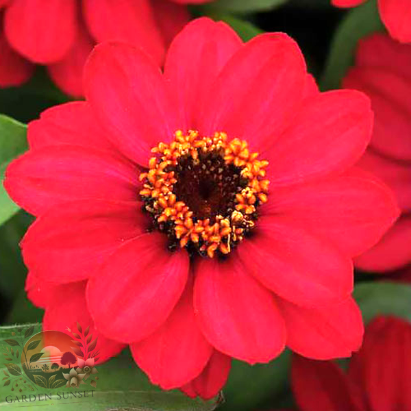 Zinnia Zahara Rasp­berry