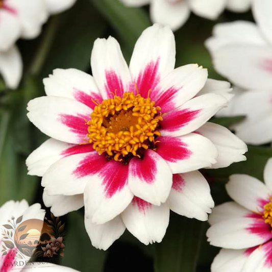 Zinnia Zahara Starlight Rose