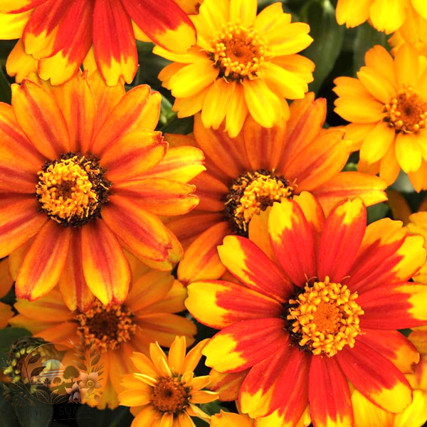 Zinnia Zahara Sunburst