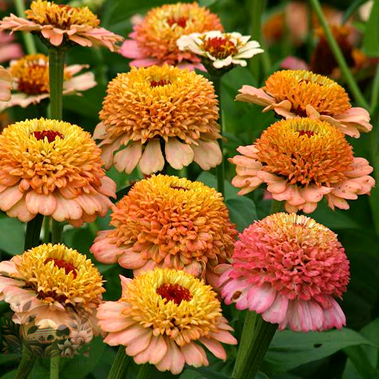 Zinnia Zinder­ella Peach