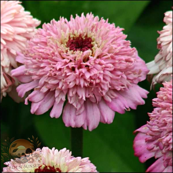 Zinnia Zinderella Lilac