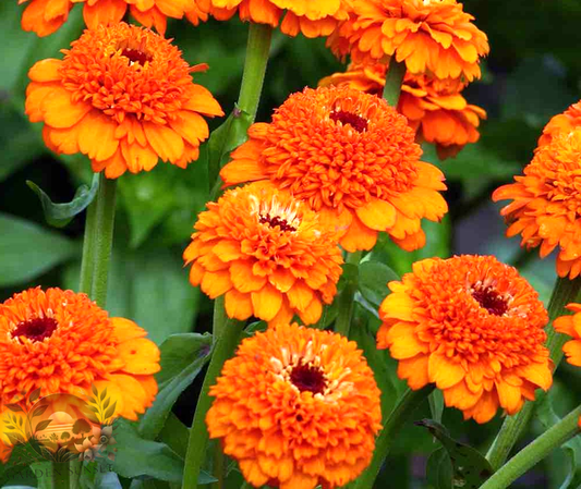 Zinnia Zinderella Orange