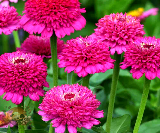 Zinnia Zinderella Purple