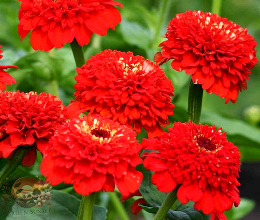 Zinnia Zinderella Red