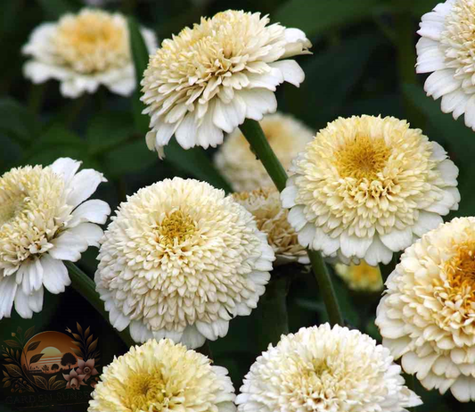 Zinnia Zinderella White