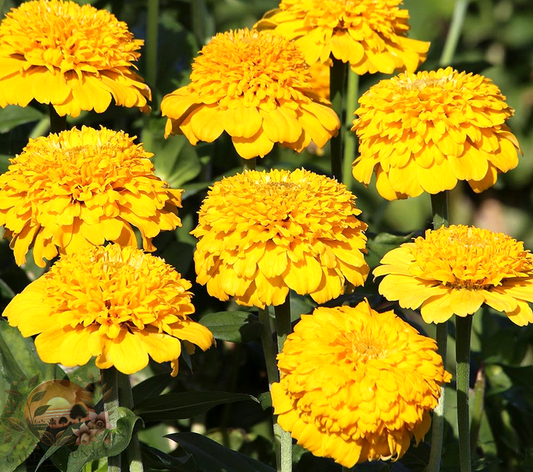 Zinnia Zinderella Yellow