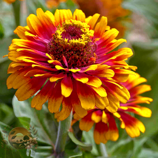 Zinnia Zowie Yellow Flame