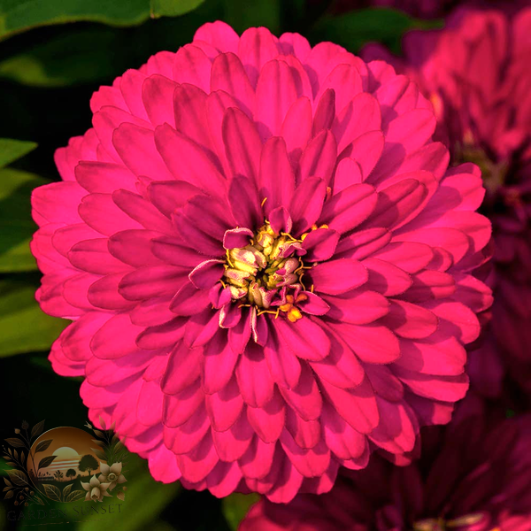 Zinnia Zydeco Cherry