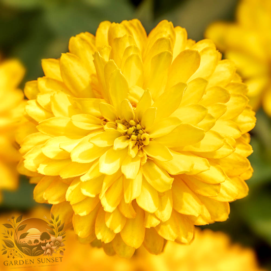 Zinnia Zydeco Deep Yellow