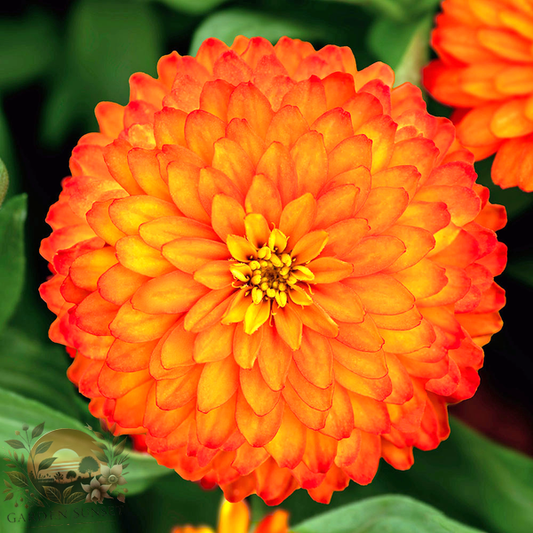 Zinnia Zydeco Fire