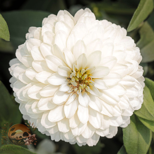 Zinnia Zydeco White